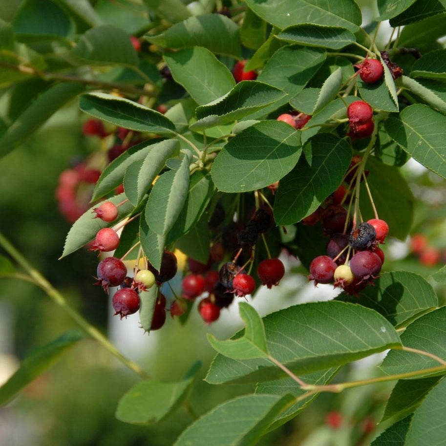 Häggmispel – Amelanchier lamarckii - 80-100 CM RB